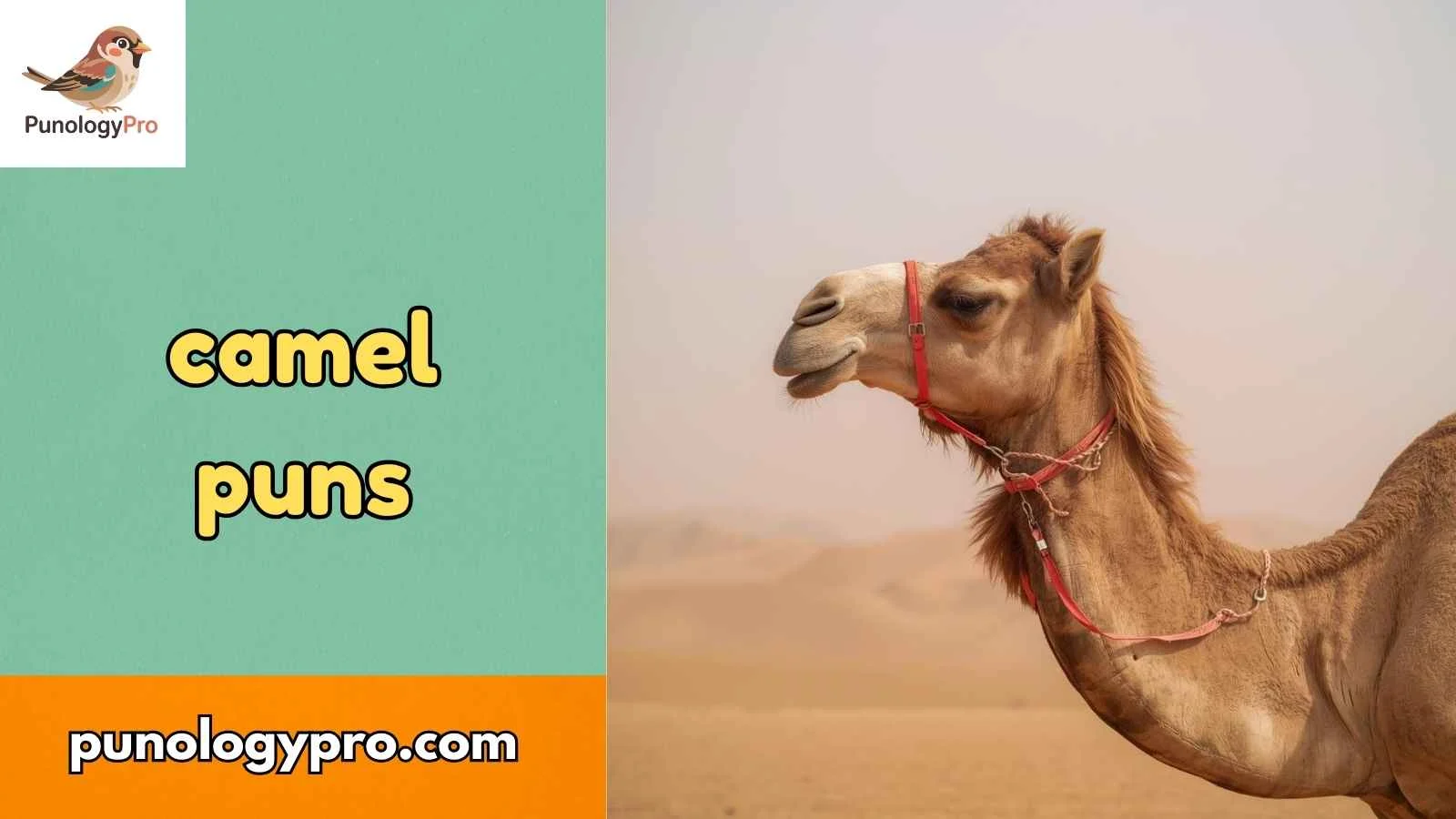 camel puns