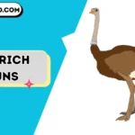 ostrich puns